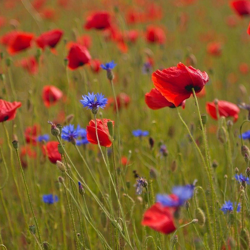 poppies, poppy field, cornflowers